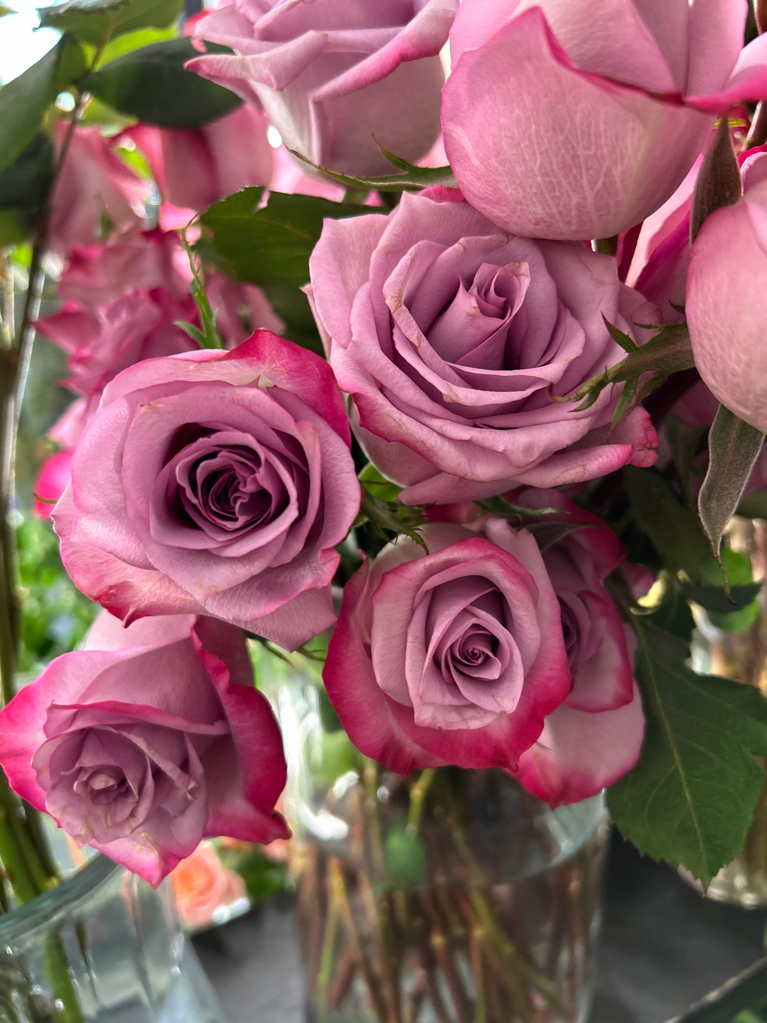 Dozen Roses “Classic”