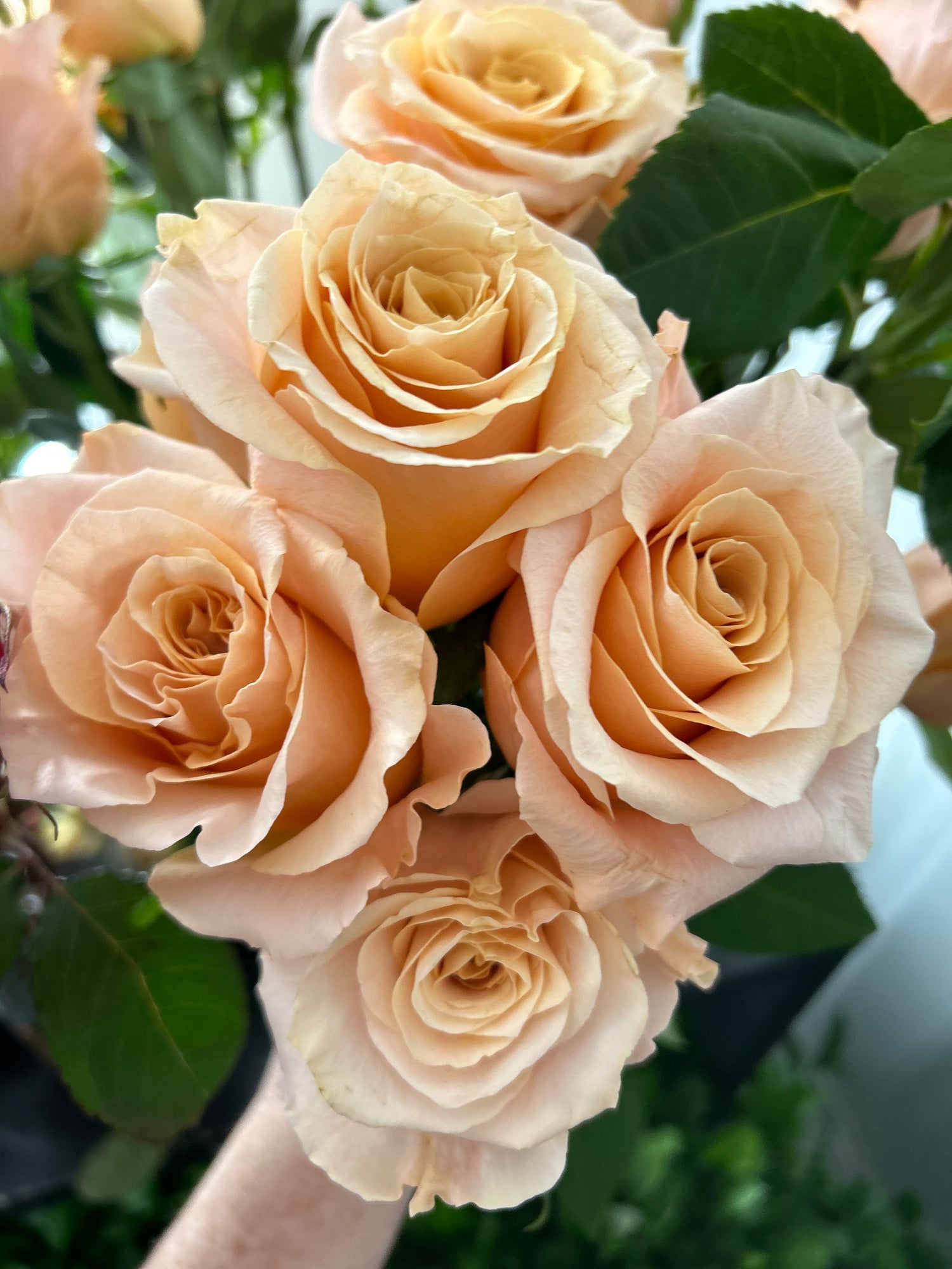 18 Roses Arranged in a Vase