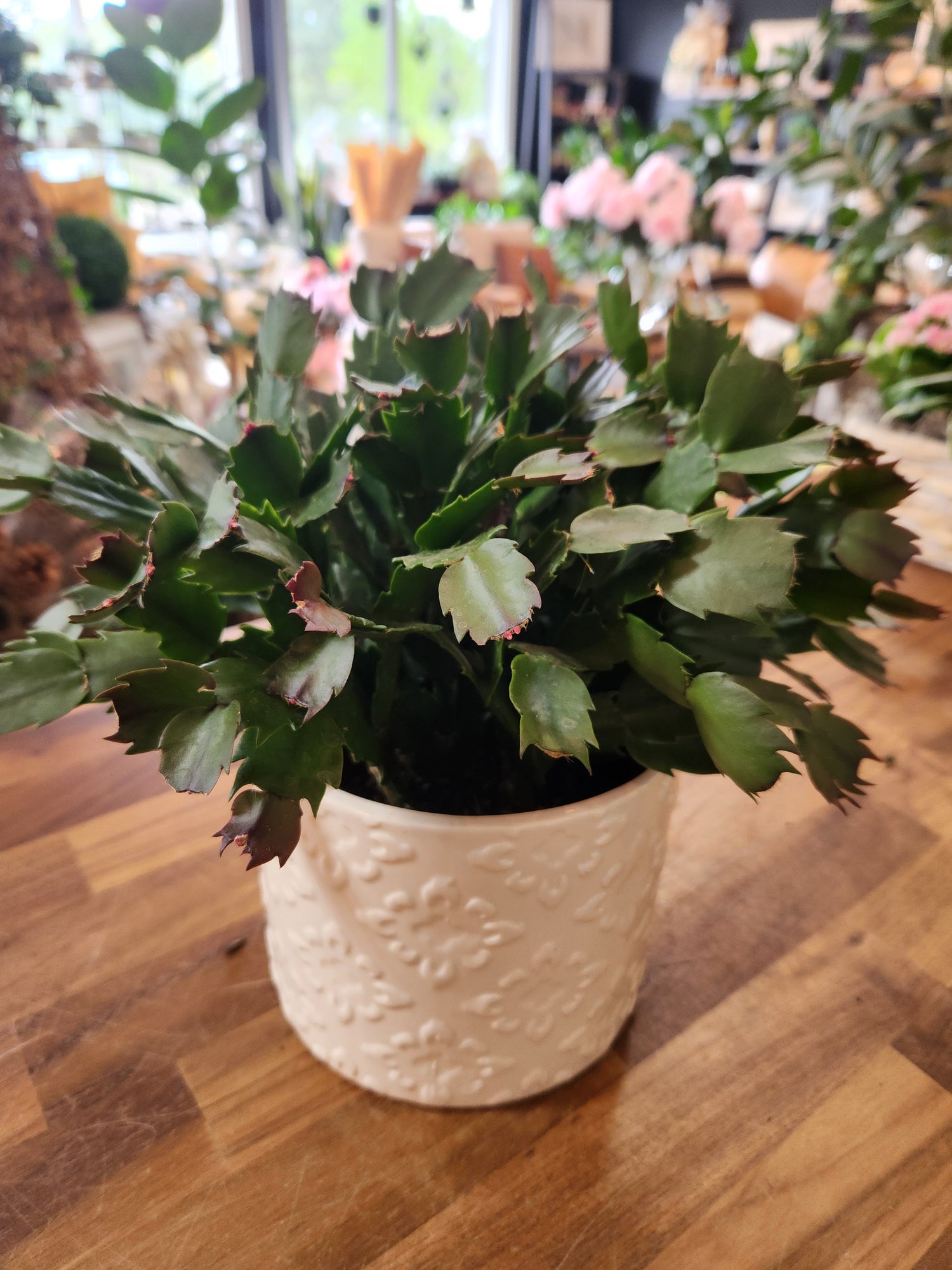 Christmas Cactus