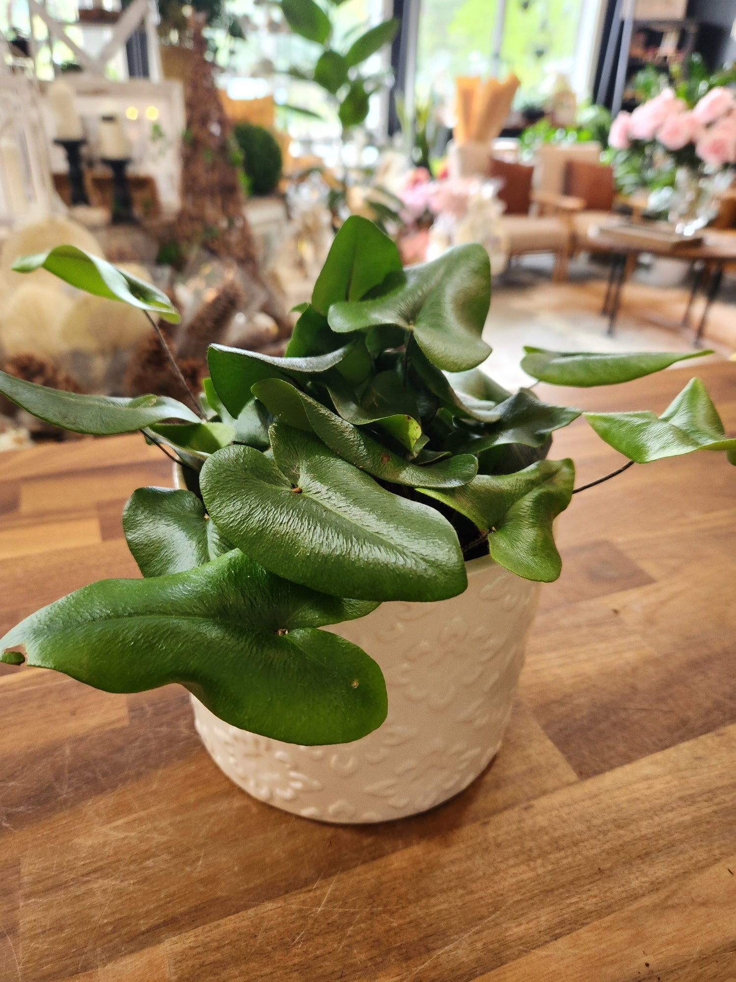 Heart Fern