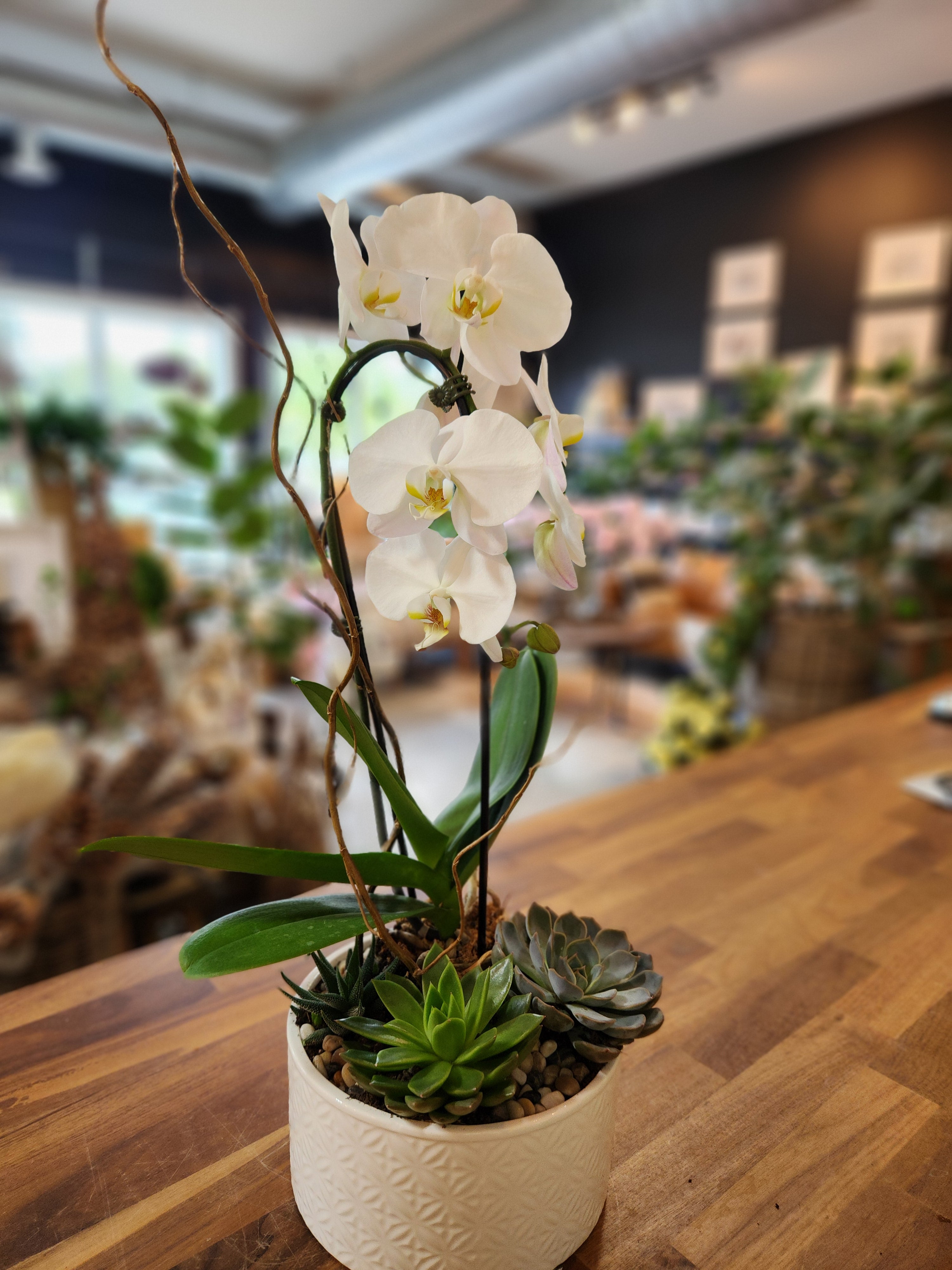orchid with succulents Orchid and Succulent Garden – Cottage Country Flowers Inc