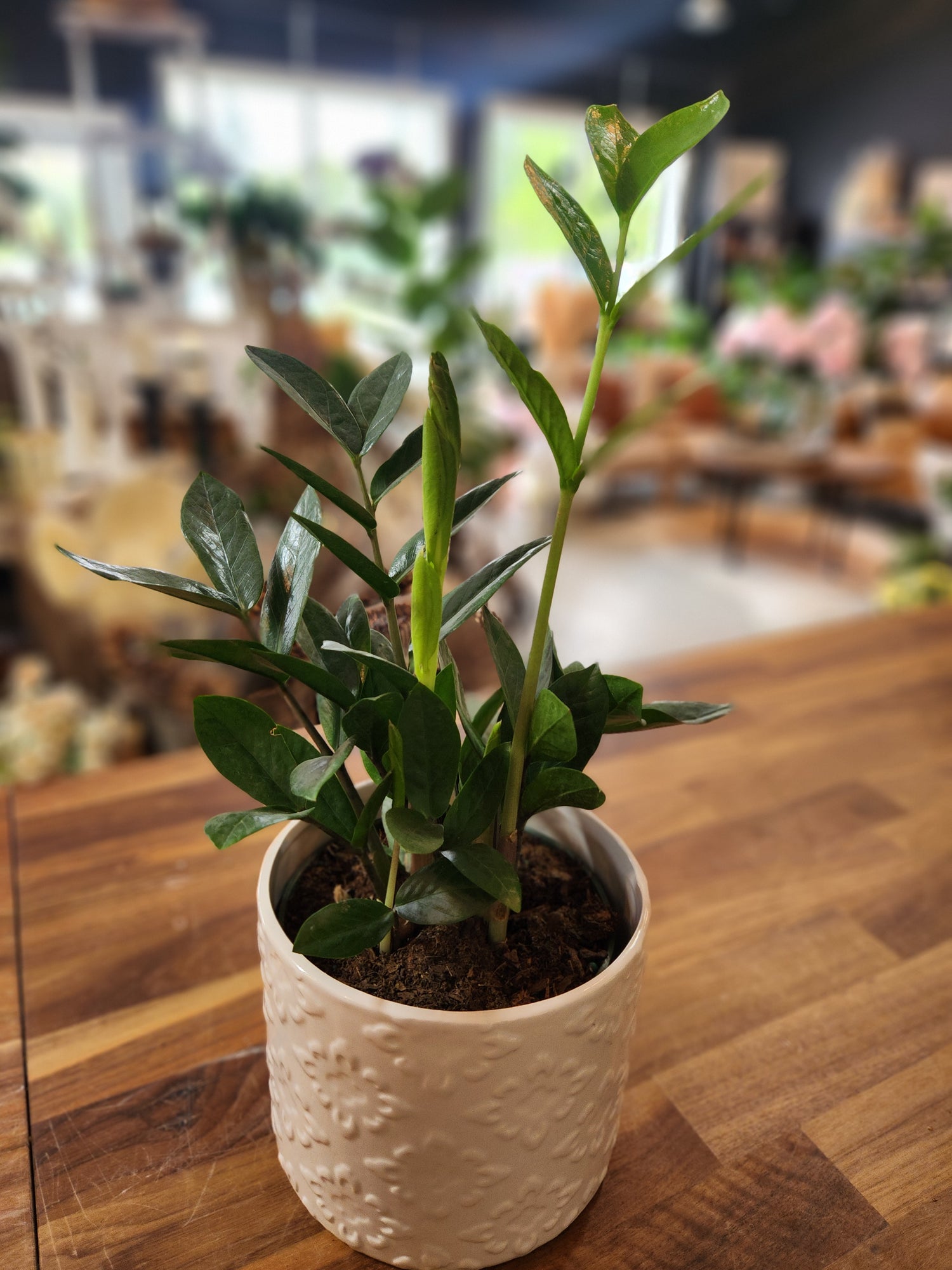 ZZ Plant