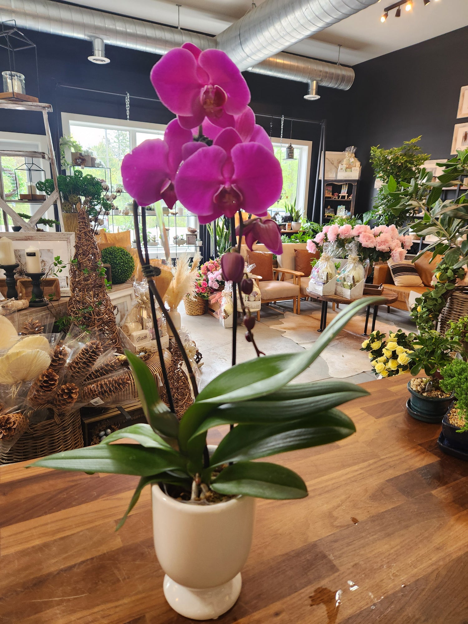 Purple Phalenopsis Orchid Plant