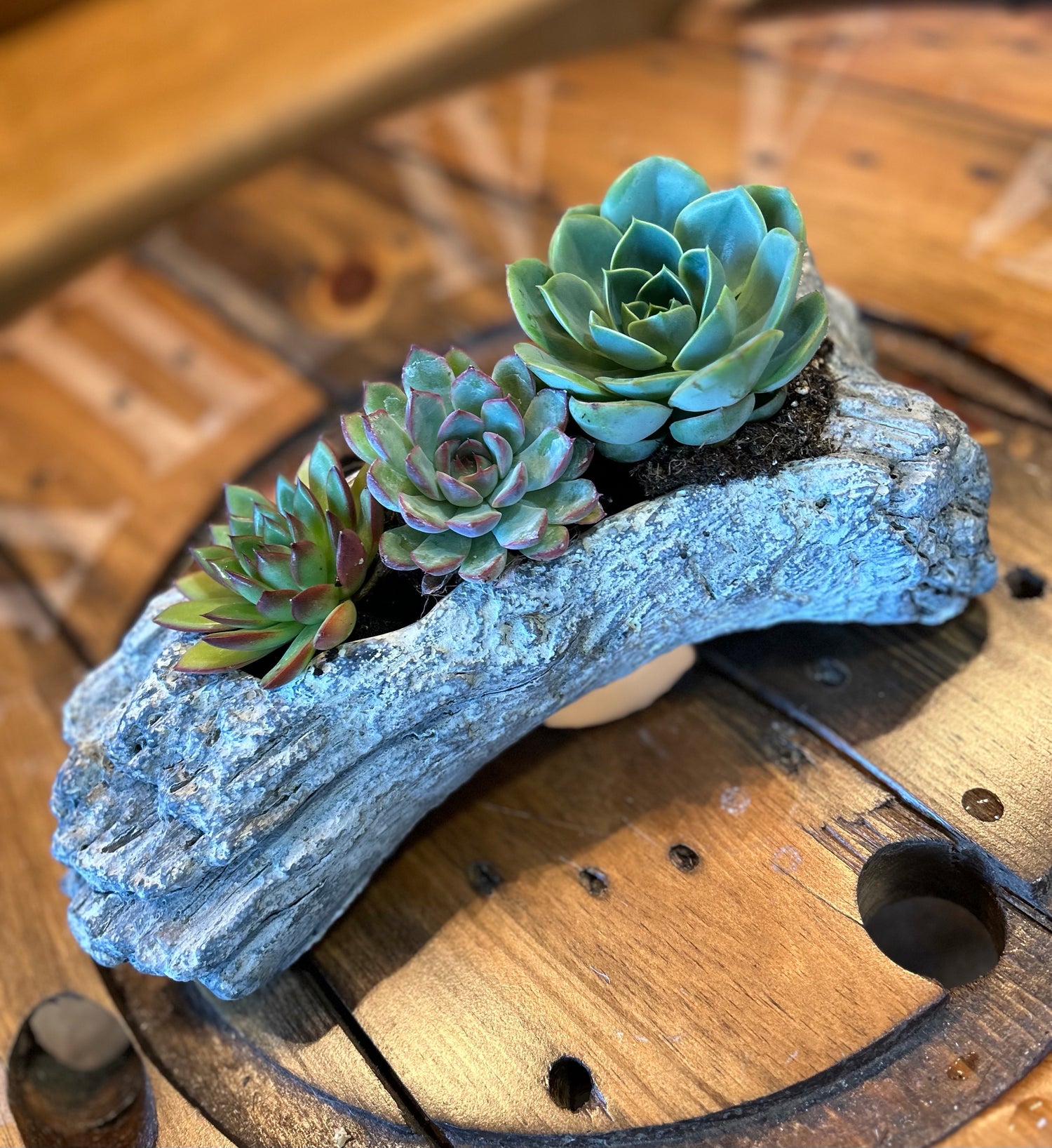 Dreamy Driftwood Succulent Garden