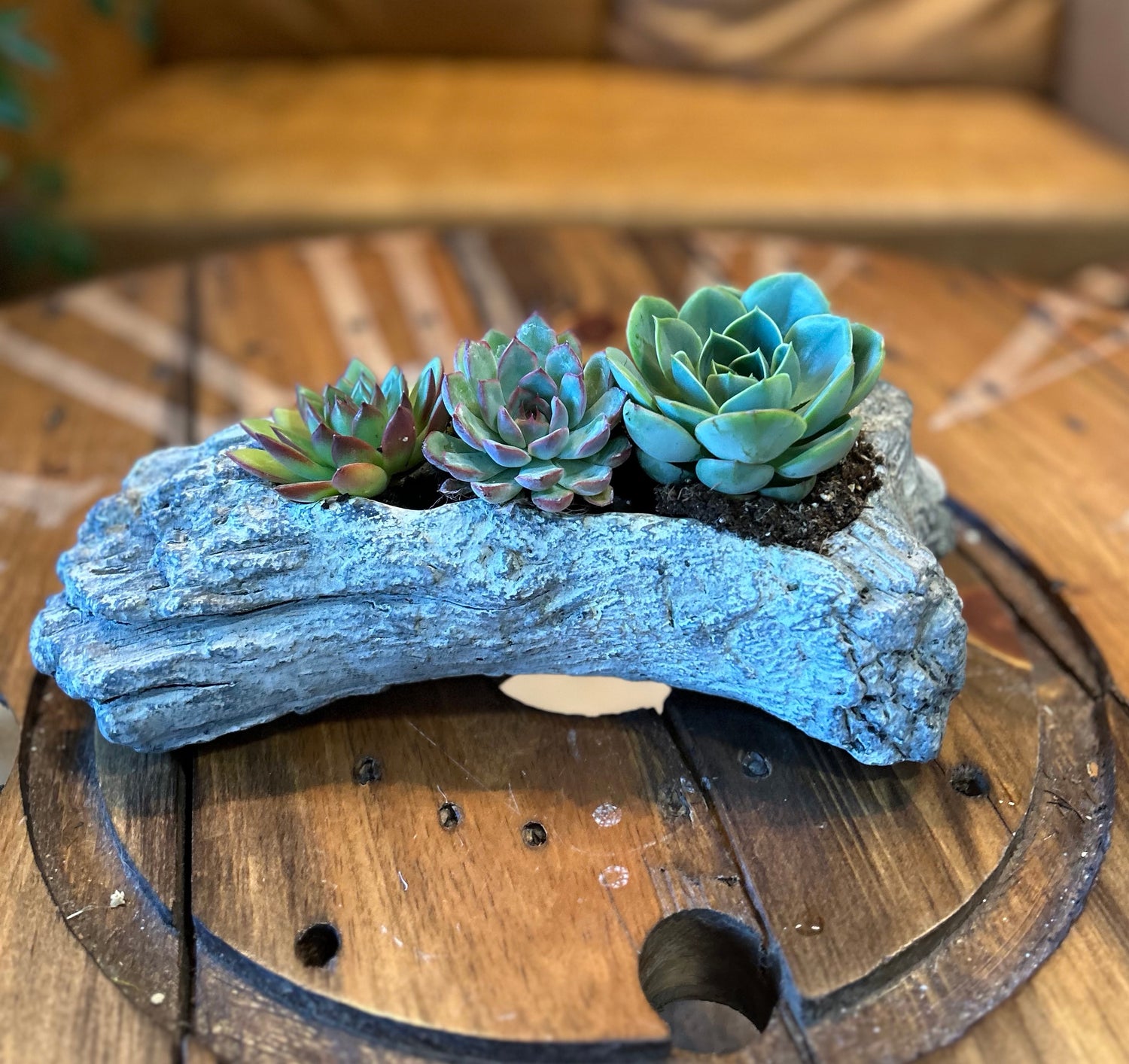 Dreamy Driftwood Succulent Garden