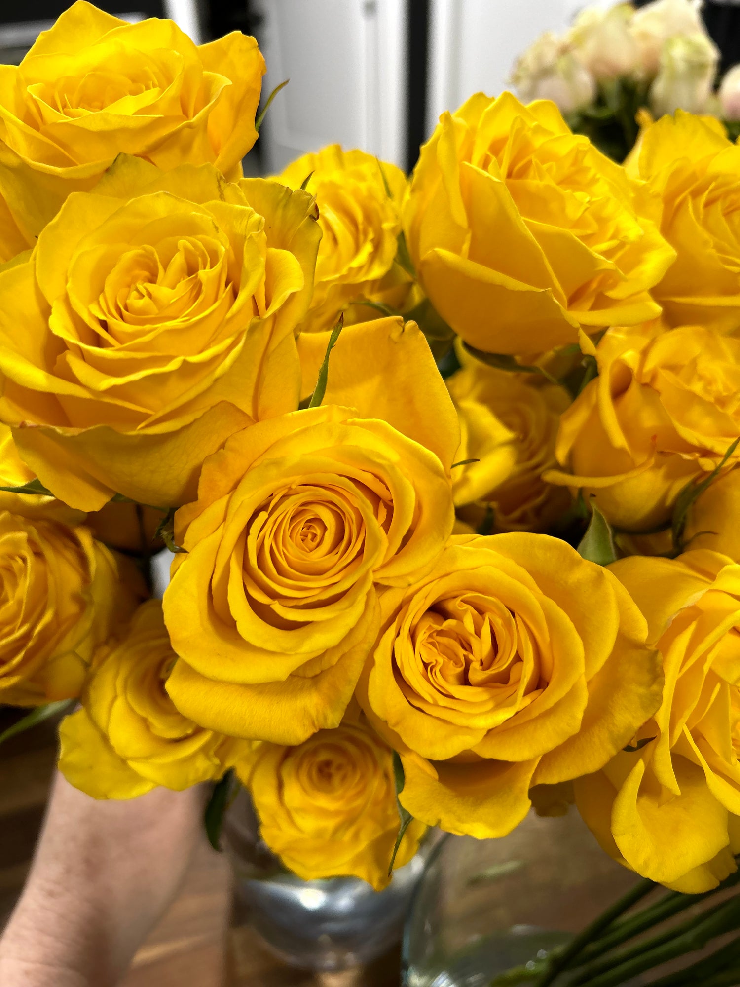 18 Roses Arranged in a Vase