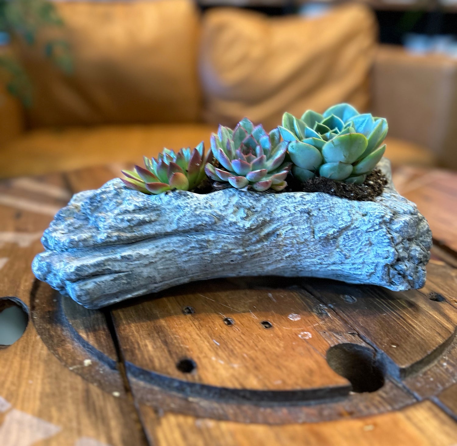 Dreamy Driftwood Succulent Garden