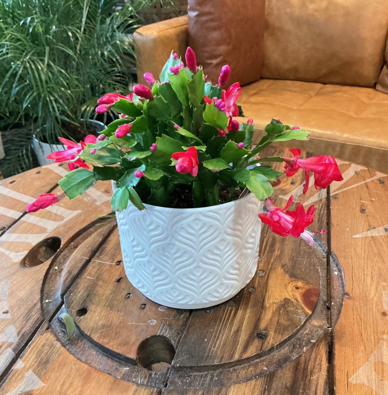 Christmas Cactus