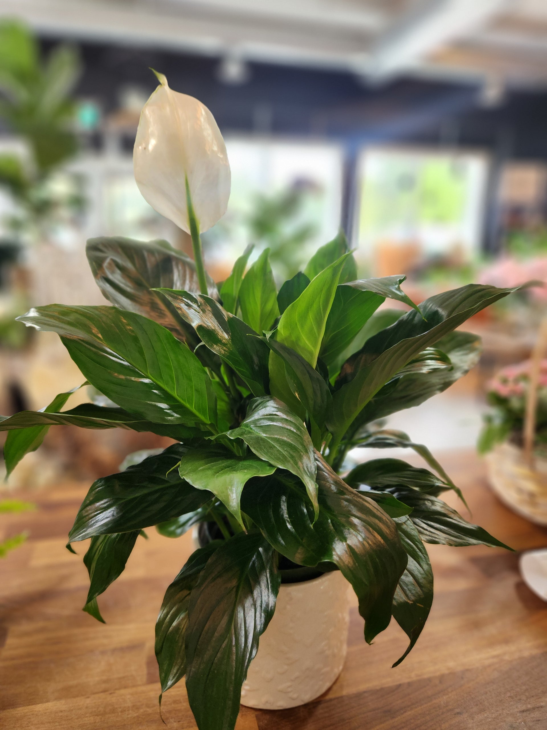 Peace Lily  Cottage Country Flowers Inc.
