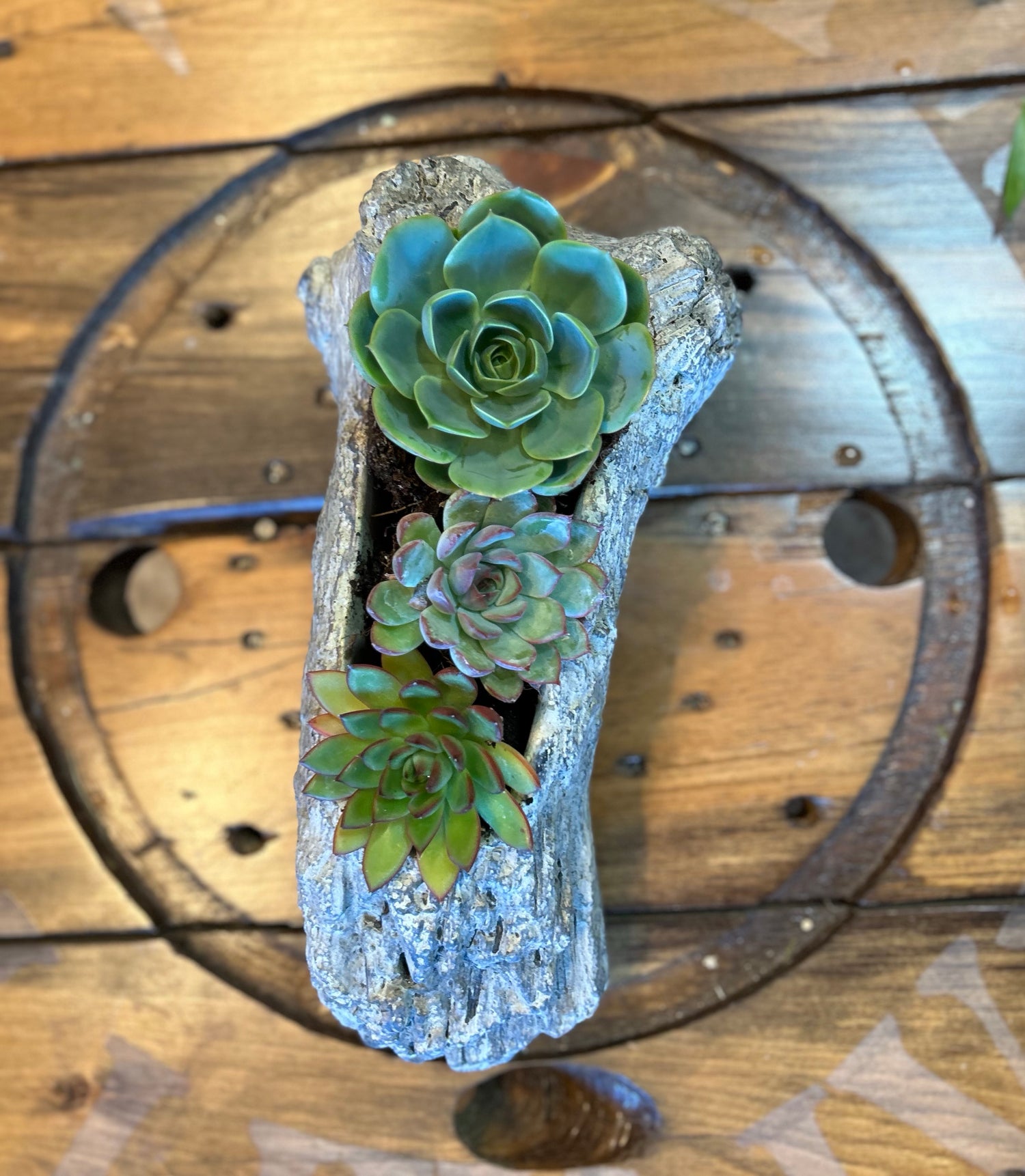 Dreamy Driftwood Succulent Garden